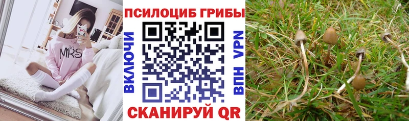 Купить закладки  Бодайбо  Псилоцибиновые грибы MAGIC MUSHROOMS 